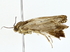  ( - BIOUG76543-D01)  @11 [ ] CreativeCommons - Attribution (2022) CBG Photography Group Centre for Biodiversity Genomics