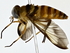  ( - BIOUG76543-H10)  @11 [ ] CreativeCommons - Attribution (2022) CBG Photography Group Centre for Biodiversity Genomics