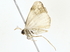  ( - BIOUG76544-E01)  @11 [ ] CreativeCommons - Attribution (2022) CBG Photography Group Centre for Biodiversity Genomics