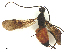  ( - BIOUG81761-H02)  @11 [ ] CreativeCommons - Attribution Share-Alike (2023) CBG Photography Group Centre for Biodiversity Genomics