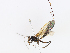  ( - CBG-A07092-F03)  @11 [ ] CreativeCommons - Attribution Share - Alike (2023) CBG Photography Group Centre for Biodiversity Genomics