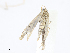  (crambidMalaise01 Malaise7997 - CBG-A08730-D09)  @11 [ ] CreativeCommons - Attribution Share - Alike (2023) CBG Photography Group Centre for Biodiversity Genomics