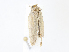  ( - CBG-A08730-D10)  @11 [ ] CreativeCommons - Attribution Share - Alike (2023) CBG Photography Group Centre for Biodiversity Genomics