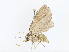  ( - CBG-A08733-A02)  @11 [ ] CreativeCommons - Attribution Share - Alike (2023) CBG Photography Group Centre for Biodiversity Genomics