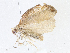 ( - CBG-A08733-E09)  @11 [ ] CreativeCommons - Attribution Share - Alike (2023) CBG Photography Group Centre for Biodiversity Genomics