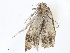  ( - CBG-A08793-C07)  @11 [ ] CreativeCommons - Attribution Share - Alike (2023) CBG Photography Group Centre for Biodiversity Genomics