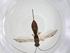  (Heterospilus Malaise6230 - CBG-A08803-A05)  @11 [ ] CreativeCommons - Attribution Share - Alike (2023) Centre for Biodiversity Genomics Centre for Biodiversity Genomics