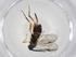  (Dolichogenidea Malaisee4994 - CBG-A09852-B10)  @11 [ ] CreativeCommons - Attribution Share - Alike (2023) Centre for Biodiversity Genomics Centre for Biodiversity Genomics