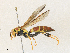  ( - CBG-A30960-C02)  @11 [ ] CreativeCommons - Attribution Share - Alike (2024) CBG Photography Group Centre for Biodiversity Genomics