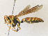  ( - CBG-A30960-C03)  @11 [ ] CreativeCommons - Attribution Share - Alike (2024) CBG Photography Group Centre for Biodiversity Genomics