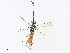  ( - CBG-A30975-A12)  @11 [ ] CreativeCommons - Attribution Share - Alike (2024) CBG Photography Group Centre for Biodiversity Genomics