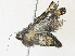  ( - CBG-A30978-D11)  @11 [ ] CreativeCommons - Attribution Share - Alike (2024) CBG Photography Group Centre for Biodiversity Genomics