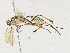  (crypMalaise01 Malaise8248 - CBG-A30978-G03)  @11 [ ] CreativeCommons - Attribution Share - Alike (2024) CBG Photography Group Centre for Biodiversity Genomics