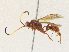  ( - CBG-A30979-A03)  @11 [ ] CreativeCommons - Attribution Share - Alike (2024) CBG Photography Group Centre for Biodiversity Genomics