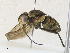  ( - CBG-A30979-C03)  @11 [ ] CreativeCommons - Attribution Share - Alike (2024) CBG Photography Group Centre for Biodiversity Genomics