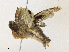 ( - CBG-A30979-G07)  @11 [ ] CreativeCommons - Attribution Share - Alike (2024) CBG Photography Group Centre for Biodiversity Genomics
