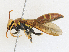  ( - CBG-A30980-B10)  @11 [ ] CreativeCommons - Attribution Share - Alike (2024) CBG Photography Group Centre for Biodiversity Genomics