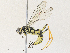  ( - CBG-A31765-A05)  @11 [ ] CreativeCommons - Attribution Share - Alike (2024) CBG Photography Group Centre for Biodiversity Genomics
