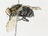  ( - CBG-A30990-A10)  @11 [ ] CreativeCommons - Attribution Share - Alike (2024) CBG Photography Group Centre for Biodiversity Genomics