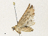  ( - CBG-A30991-E06)  @11 [ ] CreativeCommons - Attribution Share - Alike (2024) CBG Photography Group Centre for Biodiversity Genomics