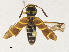  ( - CBG-A30991-G06)  @11 [ ] CreativeCommons - Attribution Share - Alike (2024) CBG Photography Group Centre for Biodiversity Genomics