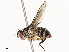  ( - CBG-A51968-B01)  @11 [ ] CreativeCommons - Attribution Share - Alike (2024) CBG Photography Group Centre for Biodiversity Genomics