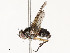  ( - CBG-A54493-A05)  @11 [ ] CreativeCommons - Attribution Share - Alike (2024) CBG Photography Group Centre for Biodiversity Genomics