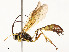  ( - CBG-A51968-D08)  @11 [ ] CreativeCommons - Attribution Share - Alike (2024) CBG Photography Group Centre for Biodiversity Genomics