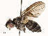  ( - CBG-A54484-B10)  @11 [ ] CreativeCommons - Attribution Share - Alike (2024) CBG Photography Group Centre for Biodiversity Genomics