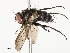  ( - CBG-A54494-A05)  @11 [ ] CreativeCommons - Attribution Share - Alike (2024) CBG Photography Group Centre for Biodiversity Genomics