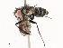  ( - CBG-A54494-E12)  @11 [ ] CreativeCommons - Attribution Share - Alike (2024) CBG Photography Group Centre for Biodiversity Genomics