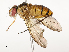  ( - CBG-A54485-A06)  @11 [ ] CreativeCommons - Attribution Share - Alike (2024) CBG Photography Group Centre for Biodiversity Genomics