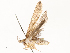  ( - CBG-A54485-D04)  @11 [ ] CreativeCommons - Attribution Share - Alike (2024) CBG Photography Group Centre for Biodiversity Genomics