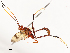  ( - CBG-A58601-E01)  @11 [ ] CreativeCommons - Attribution Share - Alike (2024) CBG Photography Group Centre for Biodiversity Genomics