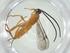  (Sendaphne Malaise3510 - CBG-A34914-G07)  @11 [ ] CreativeCommons - Attribution Share - Alike (2024) Centre for Biodiversity Genomics Centre for Biodiversity Genomics