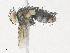  ( - CBG-A36779-F07)  @11 [ ] CreativeCommons - Attribution Share - Alike (2024) CBG Photography Group Centre for Biodiversity Genomics