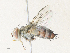 ( - CBG-A36782-E06)  @11 [ ] CreativeCommons - Attribution Share - Alike (2024) CBG Photography Group Centre for Biodiversity Genomics