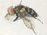  ( - CBG-A36783-E03)  @11 [ ] CreativeCommons - Attribution Share - Alike (2024) CBG Photography Group Centre for Biodiversity Genomics