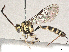  ( - CBG-A36784-C11)  @11 [ ] CreativeCommons - Attribution (2024) CBG Photography Group Centre for Biodiversity Genomics