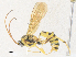  ( - CBG-A40073-B04)  @11 [ ] CreativeCommons - Attribution Share - Alike (2024) CBG Photography Group Centre for Biodiversity Genomics