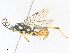  ( - CBG-A40073-C12)  @11 [ ] CreativeCommons - Attribution Share - Alike (2024) CBG Photography Group Centre for Biodiversity Genomics