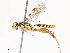  ( - CBG-A40076-D10)  @11 [ ] CreativeCommons - Attribution Share - Alike (2024) CBG Photography Group Centre for Biodiversity Genomics