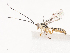  ( - CBG-A40076-E07)  @11 [ ] CreativeCommons - Attribution Share - Alike (2024) CBG Photography Group Centre for Biodiversity Genomics
