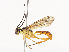 ( - CBG-A40076-F11)  @11 [ ] CreativeCommons - Attribution Share - Alike (2024) CBG Photography Group Centre for Biodiversity Genomics