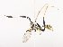 ( - CBG-A40077-A12)  @11 [ ] CreativeCommons - Attribution Share - Alike (2024) CBG Photography Group Centre for Biodiversity Genomics