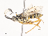  ( - CBG-A40077-B01)  @11 [ ] CreativeCommons - Attribution Share - Alike (2024) CBG Photography Group Centre for Biodiversity Genomics