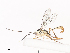  ( - CBG-A40077-B06)  @11 [ ] CreativeCommons - Attribution Share - Alike (2024) CBG Photography Group Centre for Biodiversity Genomics