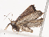  ( - CBG-A40077-E03)  @11 [ ] CreativeCommons - Attribution Share - Alike (2024) CBG Photography Group Centre for Biodiversity Genomics