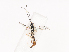  ( - CBG-A40077-F11)  @11 [ ] CreativeCommons - Attribution Share - Alike (2024) CBG Photography Group Centre for Biodiversity Genomics