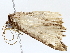  ( - BIOUG64412-A08)  @11 [ ] CreativeCommons - Attribution (2022) CBG Photography Group Centre for Biodiversity Genomics